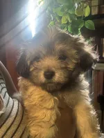 Milo, a male Maltipoo for sale in Los Angeles, CA – 2 of 4