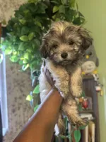 Milo, a male Maltipoo for sale in Los Angeles, CA – 4 of 4