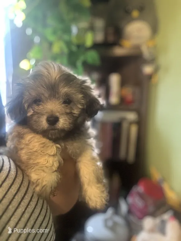 Milo – Maltipoo puppy for sale in Los Angeles, CA