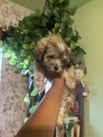 Milo, a male Maltipoo for sale in Los Angeles, CA – 3 of 4