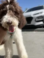 Horse, a male Poodle - Standard  for sale in Los Angeles, CA – 1 of 8
