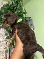Biggie, a male Maltipoo for sale in Los Angeles, CA – 3 of 3