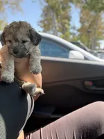 Brownie, a female Yorkipoo for sale in Los Angeles, CA – 4 of 8