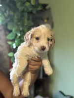 Green Bean, a male Maltipoo for sale in Los Angeles, CA – 2 of 5