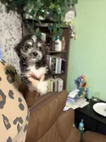 Mamas, a female Yorkipoo for sale in Los Angeles, CA – 9 of 9