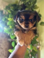 Ray, a male Yorkipoo for sale in Los Angeles, CA – 4 of 4