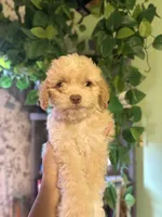 Mills, a male Maltipoo for sale in Los Angeles, CA – 1 of 3