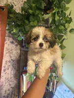 Lena, a female Yorkipoo for sale in Los Angeles, CA – 3 of 3