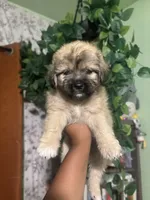 Rocky , a male Yorkipoo for sale in Los Angeles, CA – 4 of 5