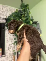 Lime 🍋‍🟩 , a male Maltipoo for sale in Los Angeles, CA – 4 of 4