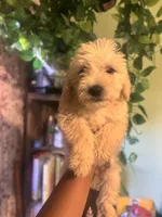 London, a female Miniature Goldendoodle for sale in Los Angeles, CA – Photo 1 of 3