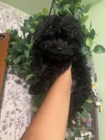 Leo, a male Maltipoo for sale in Los Angeles, CA – 2 of 3