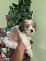Snoopy, a male Maltipoo for sale in Los Angeles, CA – 3 of 6