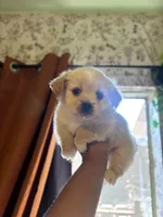 Willard, a male Maltipoo for sale in Los Angeles, CA – 4 of 5