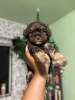 Luna, a female Maltipoo for sale in Los Angeles, CA – 2 of 3