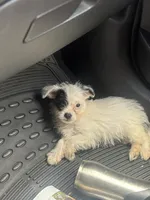 Marlo, a male Chihuahua and Poodle - Toy  for sale in Los Angeles, CA – Photo 4 of 4