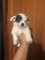 Marlo, a male Chihuahua and Poodle - Toy  for sale in Los Angeles, CA – Photo 2 of 2