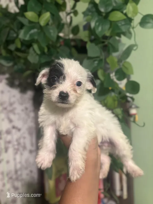 Marlo, a male Chihuahua and Poodle - Toy  for sale in Los Angeles, CA – Photo 1 of 2