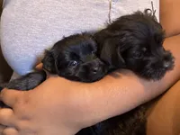 Molly, a female Yorkipoo for sale in Los Angeles, CA – 4 of 4