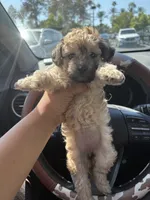 Brownie, a female Yorkipoo for sale in Los Angeles, CA – 3 of 8