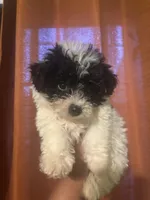 Holly, a female Maltipoo for sale in Los Angeles, CA – Photo 3 of 3