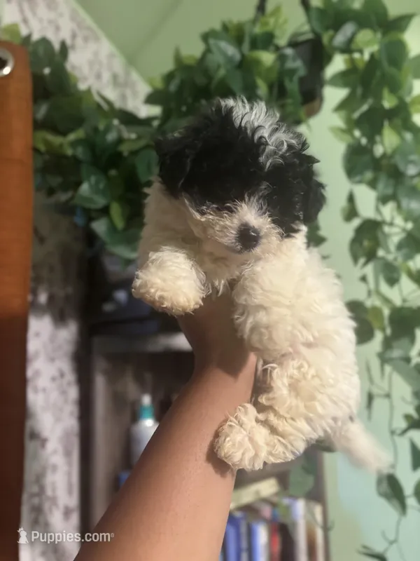 Holly – Maltipoo puppy for sale in Los Angeles, CA