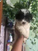 Holly, a female Maltipoo for sale in Los Angeles, CA – Photo 2 of 3