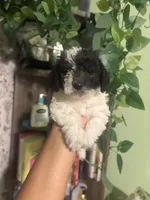 Max, a male Maltipoo for sale in Los Angeles, CA – Photo 1 of 3