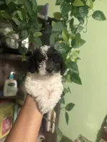 Max, a male Maltipoo for sale in Los Angeles, CA – Photo 2 of 3