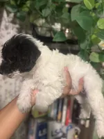 Max, a male Maltipoo for sale in Los Angeles, CA – Photo 3 of 3