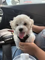 Sweet Potato, a male Maltese for sale in Los Angeles, CA – 2 of 5