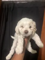 Pixie , a male Maltipoo for sale in Los Angeles, CA – 2 of 3