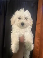 Ben, a male Miniature Goldendoodle for sale in Los Angeles, CA – 4 of 4