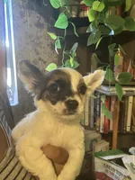 Marley, a male Jack Russell Terrier and Chihuahua for sale in Los Angeles, CA – 2 of 4