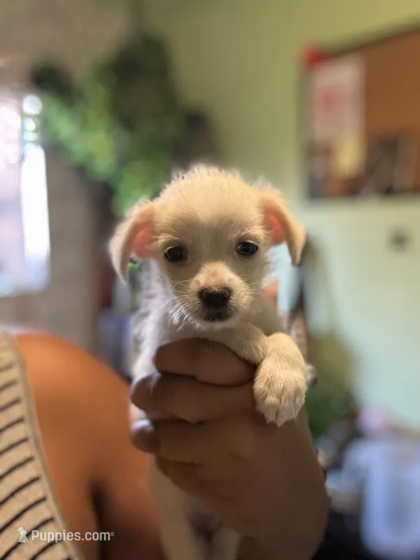 Lighting  – Jack Russell Terrier, Chihuahua puppy for sale in Los Angeles, CA