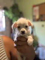 Lighting , a male Jack Russell Terrier and Chihuahua for sale in Los Angeles, CA – 1 of 5