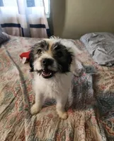 Jack, a male Maltipoo and Chihuahua for sale in Los Angeles, CA – 6 of 10