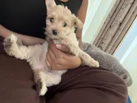 Charlie , a male Maltipoo for sale in Los Angeles, CA – 2 of 6