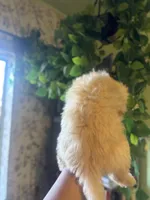 Kora, a female Maltipoo for sale in Los Angeles, CA – 2 of 5