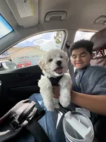 Sweet Potato, a male Maltese for sale in Los Angeles, CA – 5 of 5