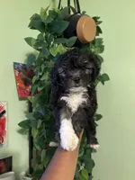 Jack , a male Yorkipoo for sale in Los Angeles, CA – 1 of 4