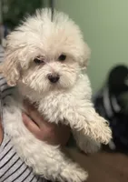 Miles, a male Maltipoo for sale in Los Angeles, CA – 2 of 6
