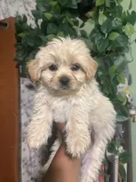 Max, a male Yorkipoo for sale in Los Angeles, CA – 4 of 4