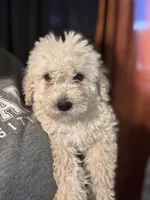 Paris , a female Miniature Goldendoodle for sale in Los Angeles, CA – Photo 2 of 3
