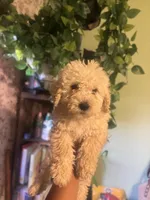 Paris , a female Miniature Goldendoodle for sale in Los Angeles, CA – Photo 3 of 3