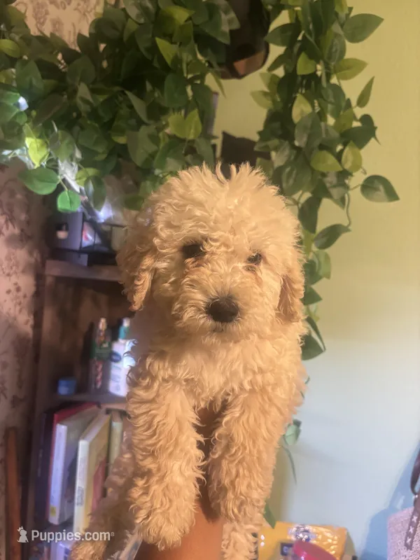 Paris , a female Miniature Goldendoodle for sale in Los Angeles, CA – Photo 1 of 3
