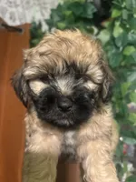 Brownie, a male Yorkipoo for sale in Los Angeles, CA – 3 of 3