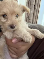 Charlie , a male Maltipoo for sale in Los Angeles, CA – 3 of 6
