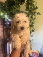 London, a female Miniature Goldendoodle for sale in Los Angeles, CA – 1 of 4