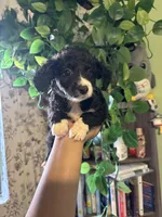 Biggie, a male Maltipoo for sale in Los Angeles, CA – 2 of 3